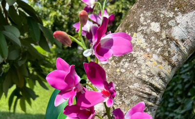 Pink orchid growing on a tree in the warm sunlight
