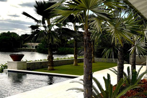 palms tree in beautiful backyard by waterway