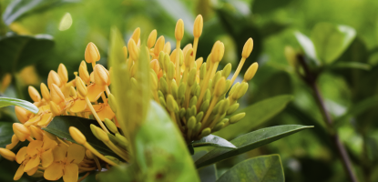 Yellow flower buds on green plants