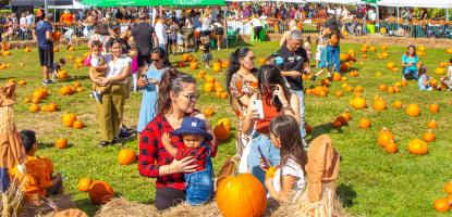 Adults stand around next to kids playing in a pumpkin patch on a sunny day