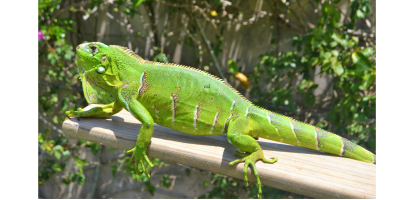 A large green iguana sits on a tree branch with green vegetation in the background on a sunny day