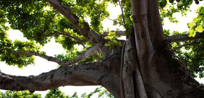 Looking upwards at a massive tree trunk and green leaves with sunlight coming in between the thick branches,