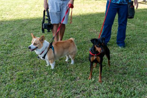 Two dogs on a leash