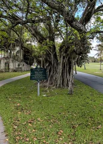 A large banyan tree stands in a patch of grass. A green sign is next to it.