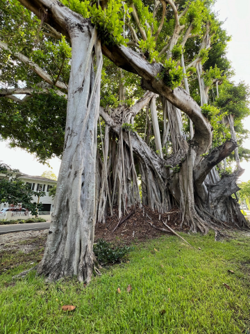 Banyan Tree with wrapping branches