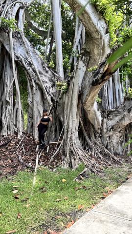 Banyan Tree with wrapping branches and a woman wearing black stands next to it