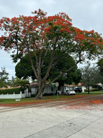 A large Royal Ponciana tree  with red flowers stands on a rainy day with fallen petals