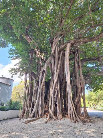 A Banyan tree stands tall with a warm, sunny blue sky peeking at the sides