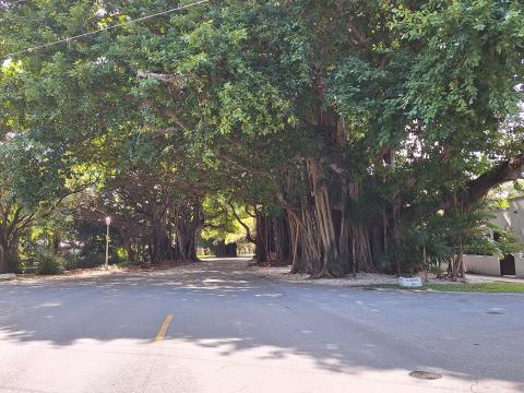 Empty road, on the side to the right, a large Banyan tree