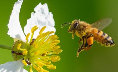 A bee flies next to a white flower with yellow pistil