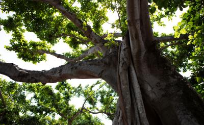 Looking upwards at a massive tree trunk and green leaves with sunlight coming in between the thick branches,